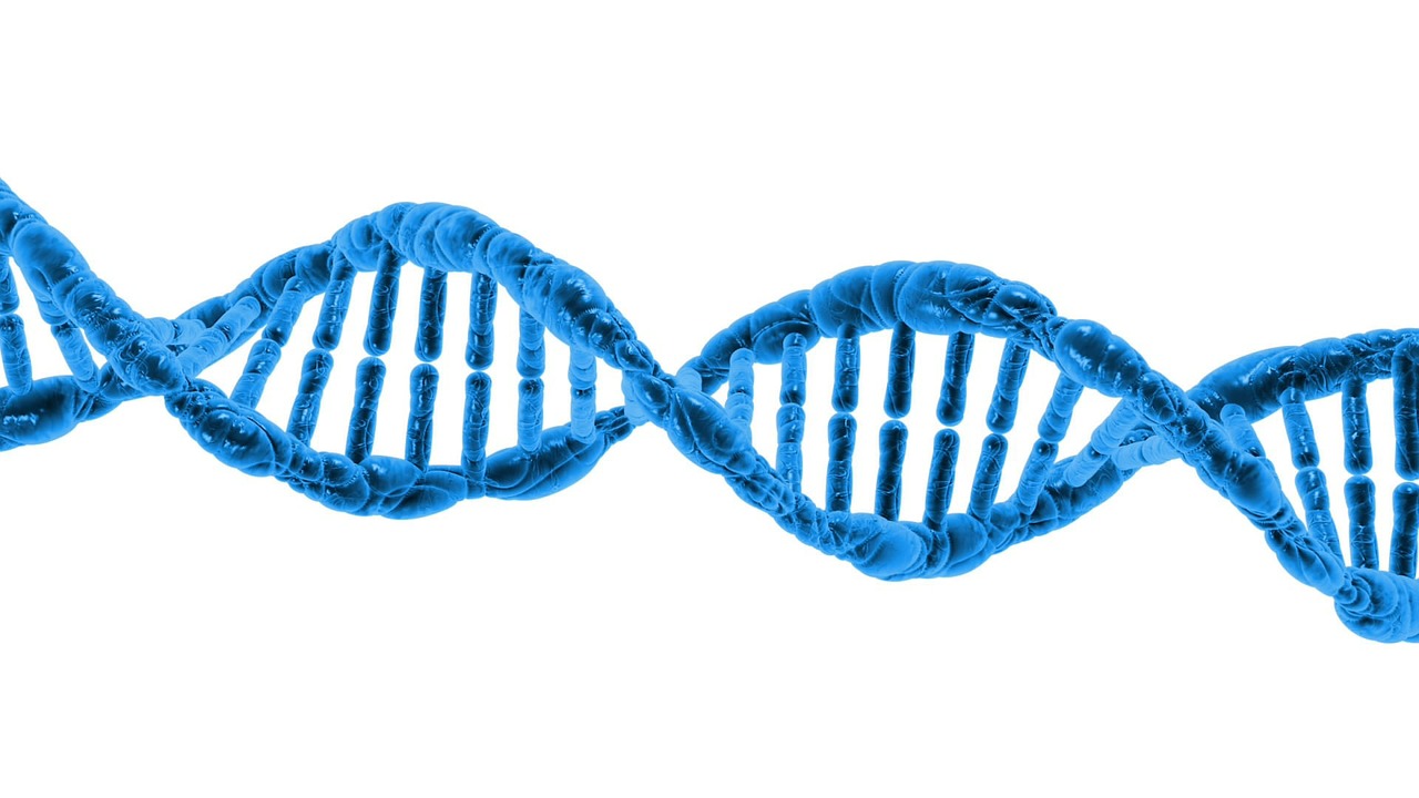 double stranded DNA